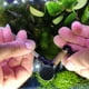thumbnail image 5 of Acuario de plástico Difusor de CO2 Tessellator Atomizador de doble ventosa (S) Ehuebsd  Para estrenar, 5 of 9