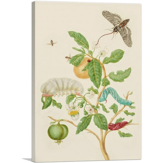 ARTCANVAS Branch Of Sour Guava With Carolina Sphinx Moth 1702 Canvas Art Print by Maria Sibylla Merian - Size: 40" x 26" (1.50" Deep)