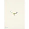 thumbnail image 3 of Mary Vaux Walcott 18x24 Black Modern Framed Museum Art Print Titled - Moss Gentian. Gentiana (1925), 3 of 5