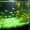 Green, variant on Ke1Clo Glow in The Dark Aquarium Pebbles, 100 Pcs Fluorescent Stones Substrate Decor, Luminous Aquascaping Gravel for Fish Tank Vase Gardening, Blue
