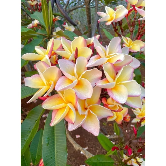 10 White Blush Yellow Plumeria Seeds Plants Flower Flowers Perennial Seed Tree 756