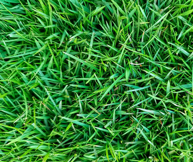 10.000 Zoysia Emerald Grass Seeds for Lawn, Zoysia Grass Lawngrass Seeds Emerald Zoysia Ornamental Grasses Seed