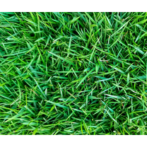 3.000 Zoysia Emerald Grass Seeds for Lawn, Zoysia Grass Lawngrass Seeds Emerald Zoysia Ornamental Grasses Seed