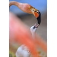 thumbnail image 2 of Fitzharris, Tim 13x18 Black Ornate Wood Framed with Double Matting Museum Art Print Titled - Carribean Greater Flamingo with Chick, 2 of 4