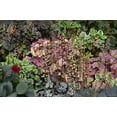 thumbnail image 5 of Seedville 50 Palace Purple Heuchera Flower Seeds, Shade or Sun, Coral Bells, 5 of 6