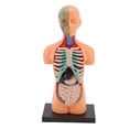 thumbnail image 3 of <p>Kids Human Torso Model, Fine Details Educational Kids Human Anatomy Model Professional Puzzle  For Kids Aged 6 Years And Above For Hospital</p>, 3 of 7