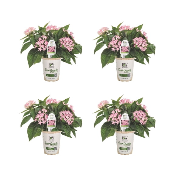 Proven Winners 4" Sunstar Pink Egyptian Star Flower Live Plant in 4.25" Pot (4 Count)