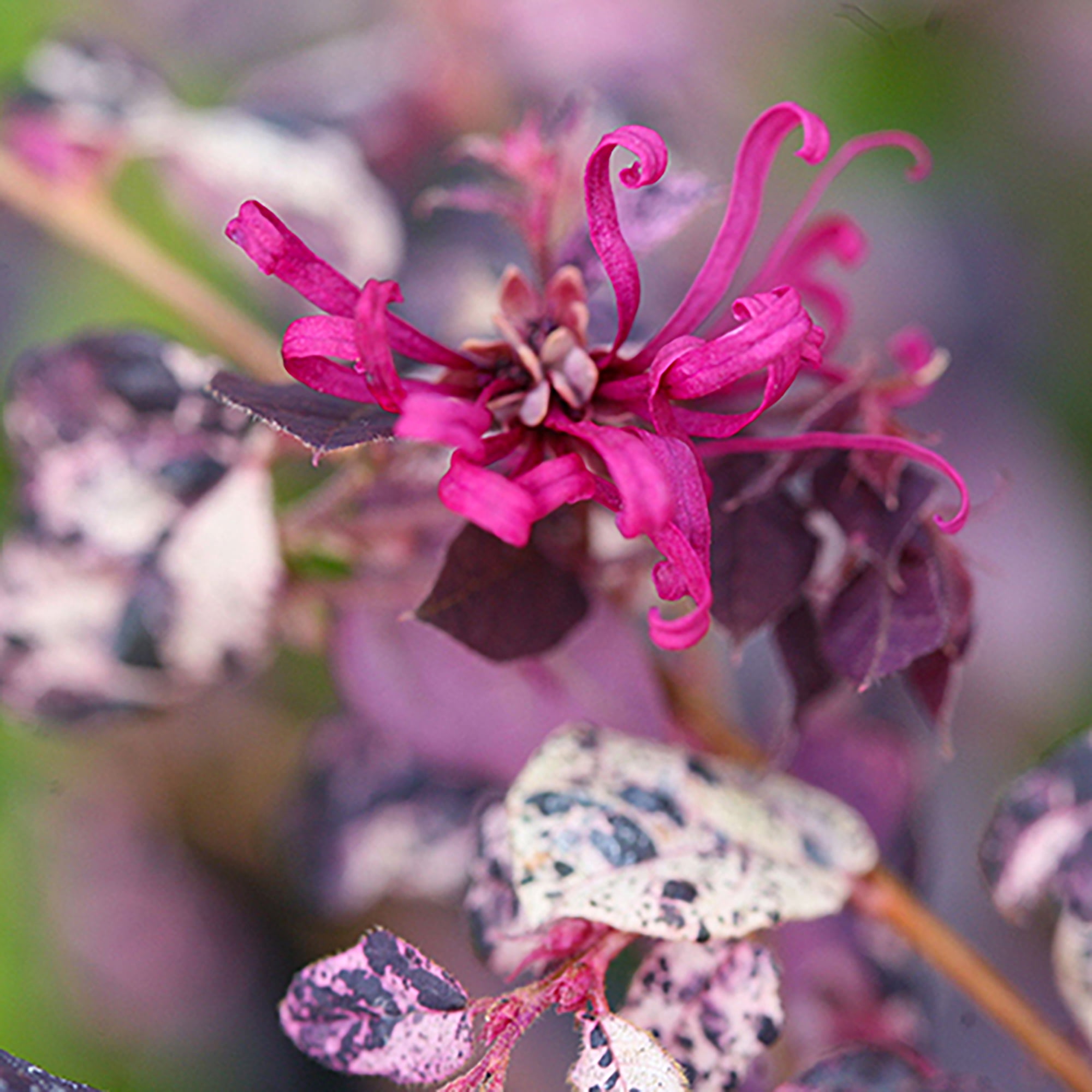 Proven Winners ColorChoice Jazz Hands Loropetalum Live Shrub (2 Gallon)
