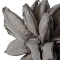thumbnail image 5 of Vickerman 12-16" Gray Wash Star Pod, Extra Large, Dried, 5 of 7