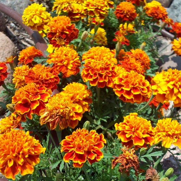 French Marigold Flower Garden Seeds Sparky Mixture 1 Oz Annual Flower Gardening Seeds