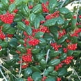 thumbnail image 4 of Dwarf Burford Holly - 30 Live Plants - Ilex Burfordi Evergreen Hedge Red Berries Tree Shrub, 4 of 7