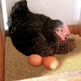 thumbnail image 6 of 6 Pcs Chicken Nest Pad, Easy To Clean Hen Coop Bedding, For Hens Coop Nesting Boxes, 6 of 6