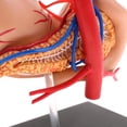 thumbnail image 3 of 2: 3 Estómago Y Páncreas con Modelo de órganos Herramienta de de Anatomía Cola Herramienta de enseñanza, 3 of 8