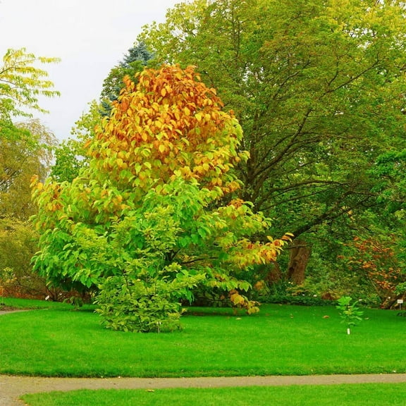 Outsidepride Hard Fine Fescue Lawn Grass Seed - 5 lb