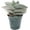 Crassula Falcata, variant on ragnaroc Live Succulents – Crassula Falcata in 4” Pot - 1ct - Live Arrival Guaranteed - Potted Succulents, House Plants for Home Decor & Gift