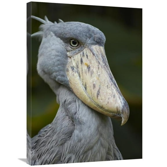 24 x 32 in. Shoebill, Jurong Bird Park, Singapore Art Print - Tim Fitzharris