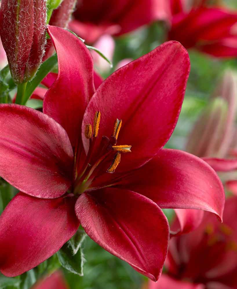 Tridex Dwarf Asiatic Lily 2 Bulbs 14/16 cm Bulbs