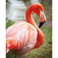 thumbnail image 3 of Van Swearingen, Debra 15x18 Black Modern Framed Museum Art Print Titled - Flamingo I, 3 of 5