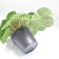 thumbnail image 4 of Inteprter Hermosas plantas de terrario: naturaleza en interiores, sin necesidad de riego, plantas de plástico para el hogar, hoja de flor de Type3 NO3, 4 of 6