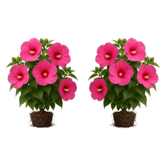 Hardy Hibiscus Luna Rose Starter Plants, Set of 2, Full Sun, USDA Zones 4-9, Ships Bare Root, No Pot