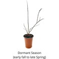 semi-dwarf-purple-zuni-trees-pack-of-4-walmart