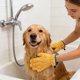 thumbnail image 4 of 1 par de guantes de felpa coral para el aseo de mascotas, de secado rápido, para perros y gatos, para el baño, el cepillado y el masaje, con muñequera elástica, 4 of 7