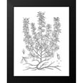thumbnail image 2 of Unknown 15x18 Black Modern Framed Museum Art Print Titled - BAndW Plant Specimen V, 2 of 5