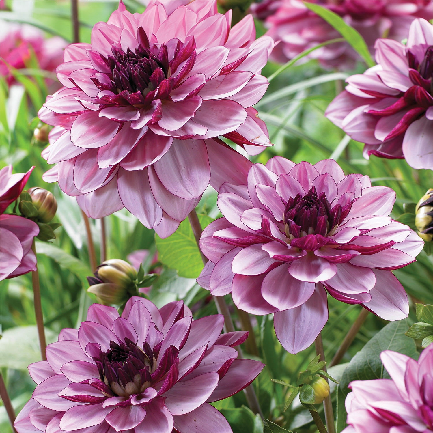 Expert Gardener Dahlia Crème De Cassis (Set of 2 Dormant Bulbs) Full Sun, Purple, Annual