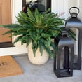 thumbnail image 4 of CQURE 2 Pack 50-Inch Artificial Boston Fern Plants, 96 Fronds Realistic Fake Bushes for Indoor & Outdoor Garden, Porch, Patio Decor, 4 of 9