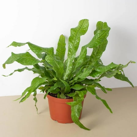 Crocodile Fern - Live Plant in a 6 Inch Grower's Pot - Microsorum Musifolium - Exotic Textured Foliage for Your Home Office Or Garden Space
