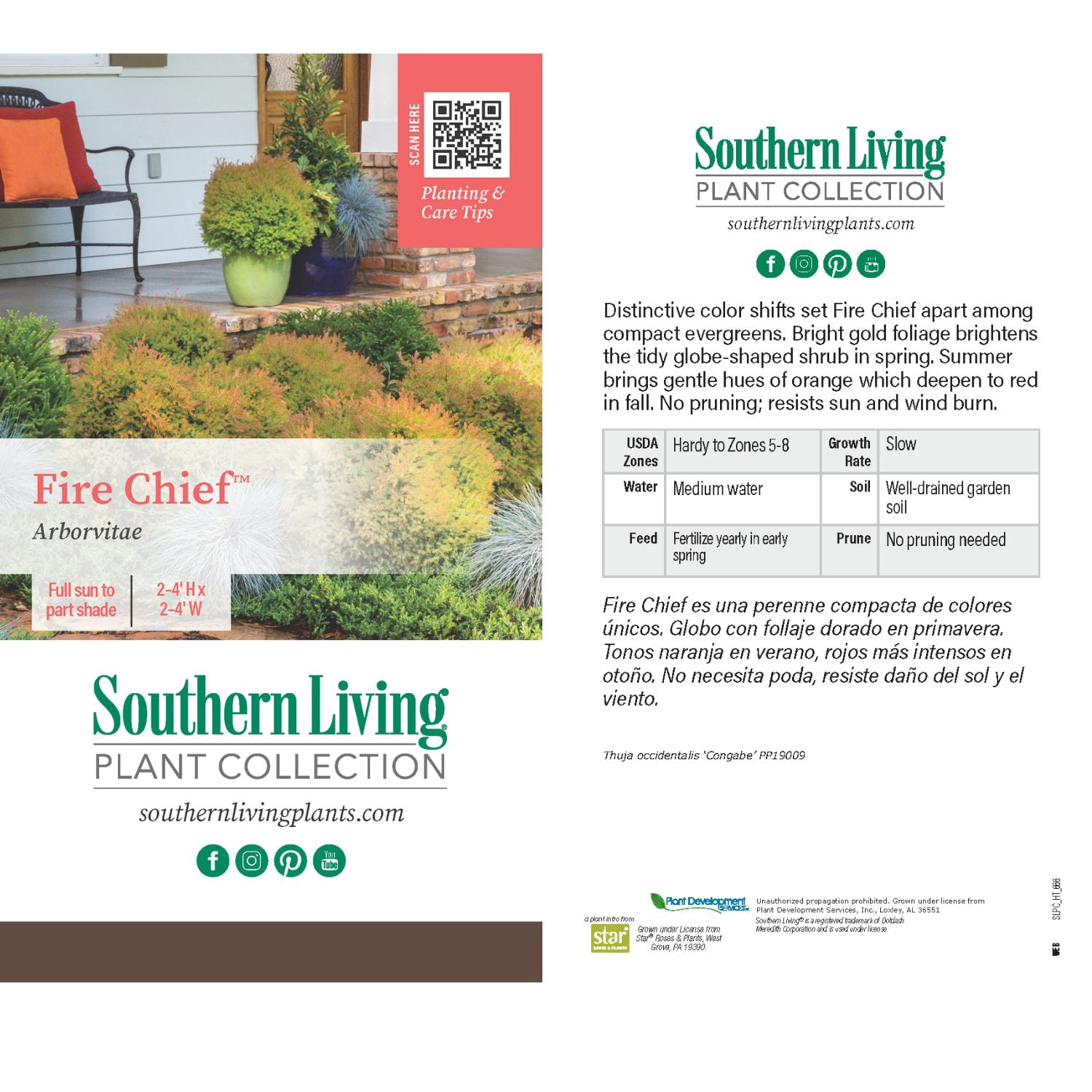 Southern Living Fire Chief Arborvitae Live Shrub in 2.5-Quart Grower Pot