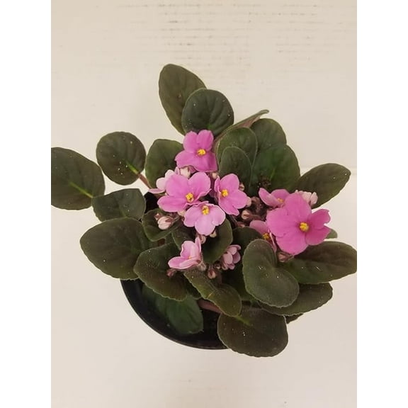 6" Live Pink African Violet Houseplant