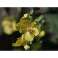 thumbnail image 3 of Bonin, Suzanne 18x15 Black Modern Framed Museum Art Print Titled - Dark Mullein, 3 of 5