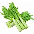 thumbnail image 1 of HJADGG Chinese Celtuce Seeds, Asian Spring Tower, Heirloom Vegetable, 350 Seeds, 1 of 5