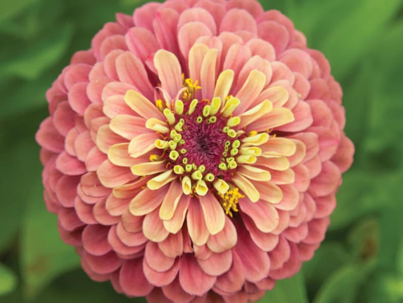 30 Seeds Queen Red Lime Zinnia - Open-Pollinated Flower Seeds for Planting