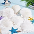 thumbnail image 7 of 10pcs Large Scallop Shells Natural Scallops White Sea Shells 4~4.3 Shell Beads Large Natural Shells for Crafts Seashell for Beach Party Decor Christmas Vase Filling Home Decor White, 7 of 7