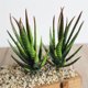 thumbnail image 3 of Planta de plástico Aloe Kearding 12 cm, 3 of 6