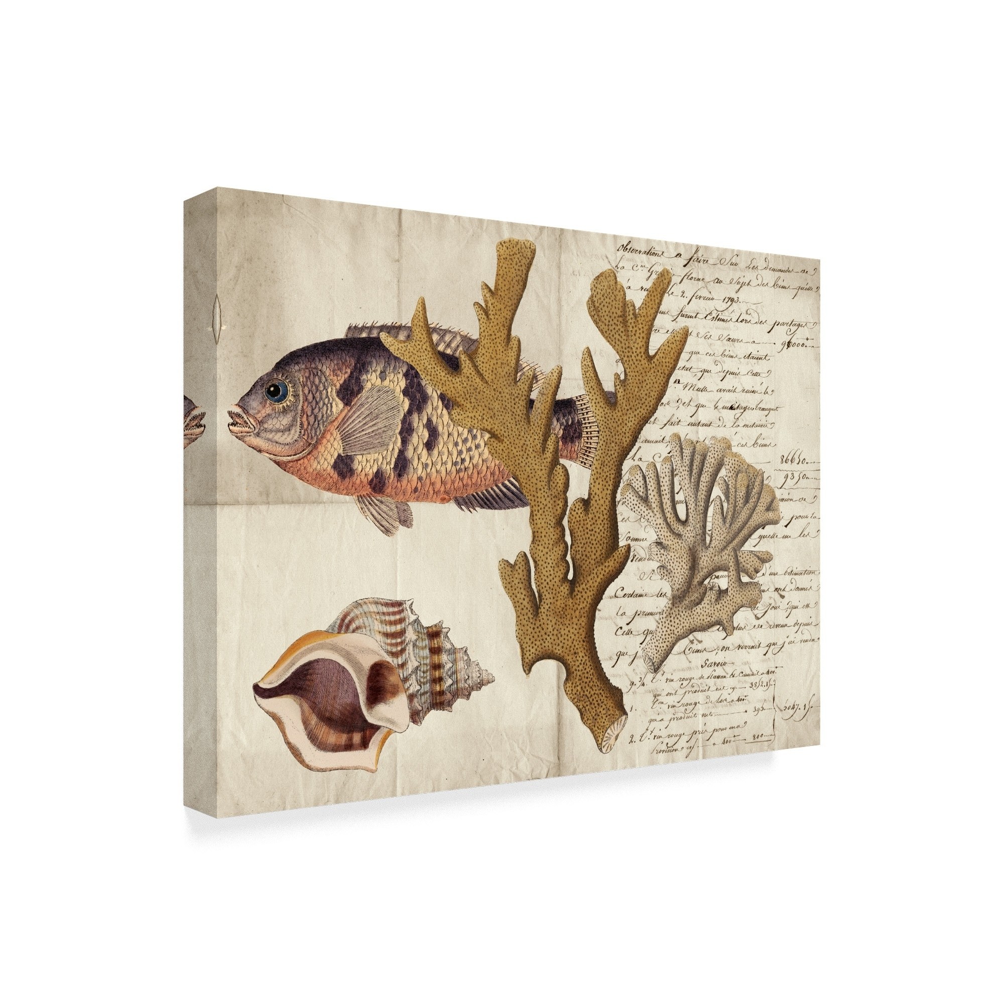 Trademark Fine Art 'Sea life Journal I' Canvas Art by Vision Studio