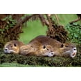thumbnail image 2 of Welling, Dave 14x11 Black Ornate Wood Framed with Double Matting Museum Art Print Titled - Louisiana,  Family of wild nutria resting on log, 2 of 4