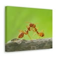 thumbnail image 2 of Ant Couple Ant Troop Print Animal Wall Art Wildlife Canvas Prints Wall Art Ready to Hang Unframed, 2 of 18