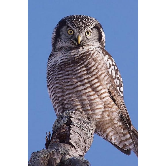 Nodin Press Blank Journals Hawk Owl Blank Journal, (Hardcover)