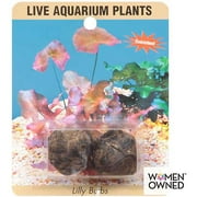 Angle View: Sea-Life Plants Live Lily Aquarium Bulbs, 1ct