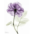 thumbnail image 2 of Koetsier, Albert 25x32 White Modern Wood Framed Museum Art Print Titled - Purple Rose, 2 of 4