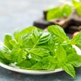 thumbnail image 4 of GranAroma Basil Leaves, Sweet Fragrance, Salads & Soups 3.2 Ounce, 4 of 6