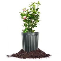 Pink Perfection Camellia in 1 Gal. Grower's Pot - Huge Beautiful Blooms