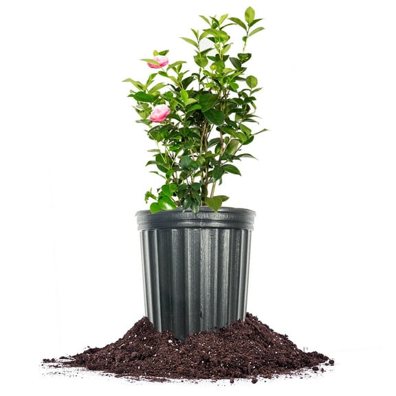 Pink Perfection Camellia in 1 Gal. Grower's Pot - Huge Beautiful Blooms