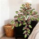 thumbnail image 5 of Artificial Green Plants Simulation Potted Home Office Hotel Decoration Green Plants Home Decoration Artificial Plants, 5 of 6