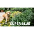 thumbnail image 2 of Super Blue Liriope Plants | 15 Live 4 Inch Pots | Liriope Muscari | Ground Cover | Full Sun or Shade Tolerant, 2 of 6
