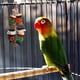 thumbnail image 1 of Juguete Para Masticar Loros, Color Brillante, Juguete Para Masticar Mazorca De Maíz Para Pájaros, Reduce La Ansiedad, Fácil Instalación, Resistente A Las Mordeduras, Seguro,, 1 of 7