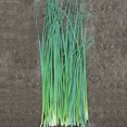 thumbnail image 2 of Chive Nelly Organic Seed, 2 of 2